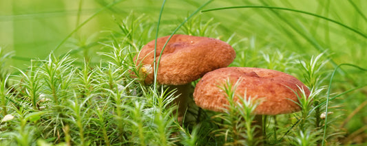 Breathe Easy, Live Strong: Unleash the Power of Tiger Milk Mushroom