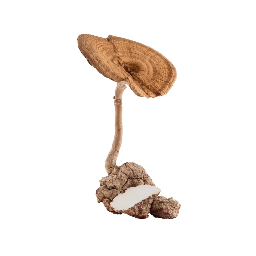 MCT Ingredient - Tiger Milk Mushroom